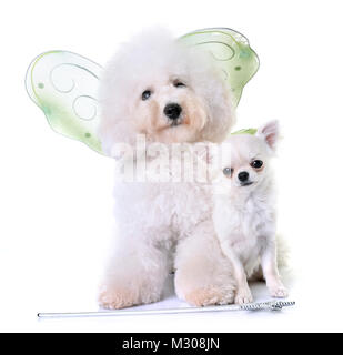 Bichon Frise und Chihuahua vor weißem Hintergrund Stockfoto