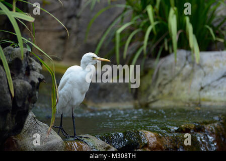 Egret wandern entlang der Kante eines kleinen Wasserfalls Stockfoto