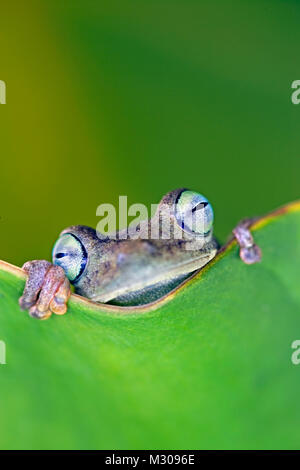 Suriname, Brownsweg, Brownsberg National Park. Orange Legged Laubfrosch. Auch: Tigerleg Monkey Tree Frog. (Phyllomedusa hypochondrialis). Stockfoto