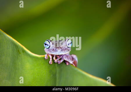 Suriname, Brownsweg, Brownsberg National Park. Orange Legged Laubfrosch. Auch: Tigerleg Monkey Tree Frog. (Phyllomedusa hypochondrialis). Stockfoto