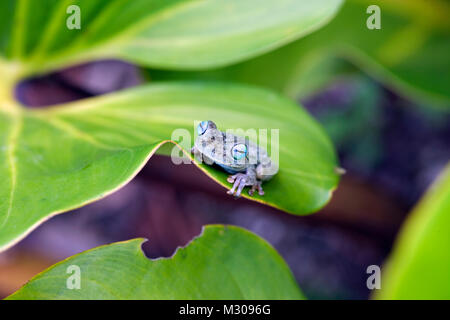 Suriname, Brownsweg, Brownsberg National Park. Orange Legged Laubfrosch. Auch: Tigerleg Monkey Tree Frog. (Phyllomedusa hypochondrialis). Stockfoto