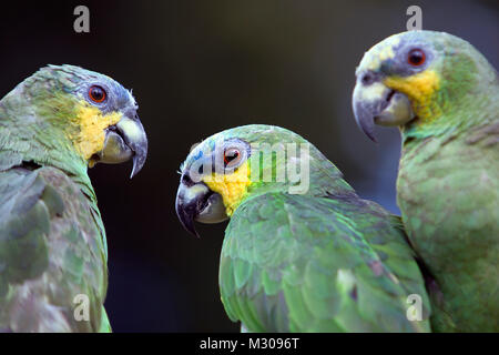 Suriname, Laduani, bei der Bank des Boven Suriname Fluss. Orange winged Amazon Papagei (Amazona amazonica amzonica). Stockfoto