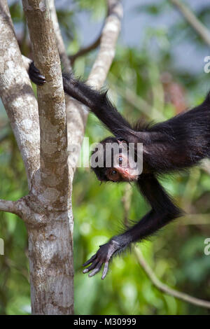 Suriname, Kwamalasamutu, Black Spider monkey (Ateles paniscus). Junge. Stockfoto
