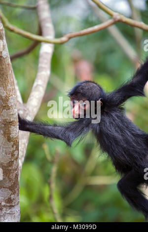 Suriname, Kwamalasamutu, Black Spider monkey (Ateles paniscus). Junge. Stockfoto