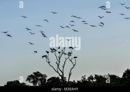 Silhouetten der Australischen Darter Vögel, Bamurru Plains westlich von Kakadu National Park, Northern Territory, Australien entfernt Stockfoto