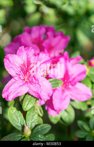 Big Violett Azalee Busch im Garten. Jahreszeit blühende Azaleen. Stockfoto