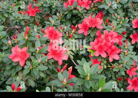 Große rote Azalee Busch im Garten. Jahreszeit blühende Azaleen. Stockfoto