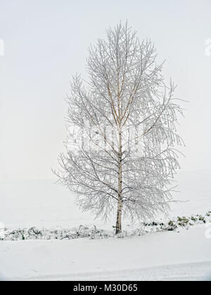 Einsame Birke bedeckt mit Schnee und Frost Stockfoto