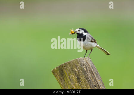 Bachstelze, Motacilla alba, mit Insekten im Schnabel Stockfoto