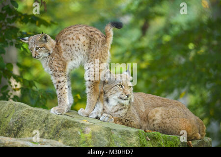 Eurasischen Luchs Lynx lynx, Weibchen mit Jungtier, Deutschland, Europa Stockfoto