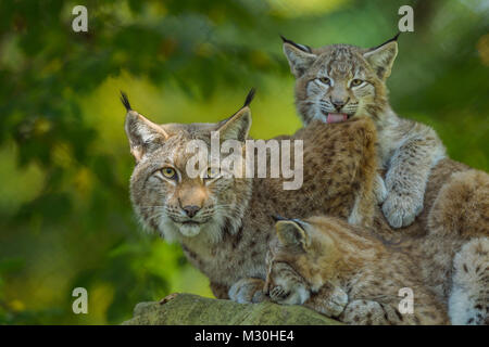 Eurasischen Luchs Lynx lynx, Weibchen mit zwei Kätzchen, Deutschland, Europa Stockfoto