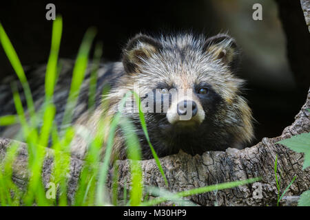 Marderhund, Nyctereutes procyonoides, in hohlen Log Sitzung Stockfoto
