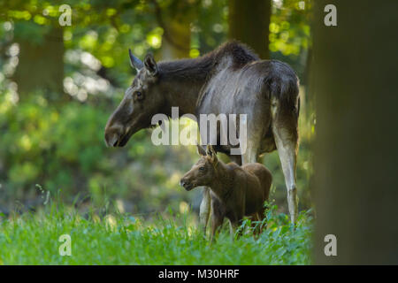 Elche, Alces alces, Mutter und Kalb Stockfoto