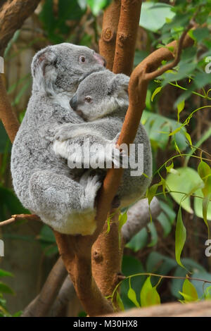 Koala, Phascolarctos cinereus, die Mutter mit den Jungen am Baum, Deutschland Stockfoto