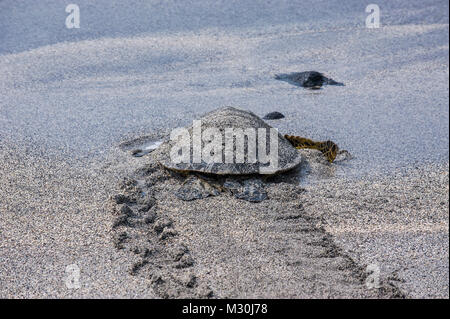 Sea Turtle (Chelonioidea), Puuhonua o Honaunau National Historical Park, Big Island, Hawaii Stockfoto