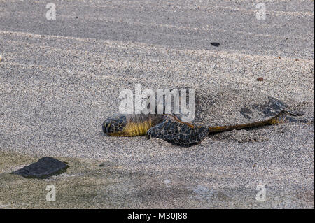 Sea Turtle (Chelonioidea), Puuhonua o Honaunau National Historical Park, Big Island, Hawaii Stockfoto