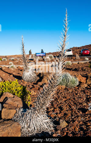 Haleakala silversword (Argyroxiphium sandwicense macrocephalum Subsp), Haleakala National Park, Maui, Hawaii Stockfoto