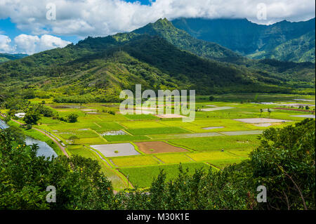 Taro Felder in der Nähe von Hanalei auf der Insel Kauai, Hawaii Stockfoto