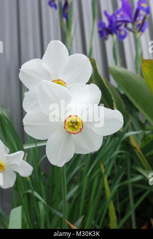 Blühenden weißen Narzissen oder auch als Narziss mit blauen Dutch Iris im Hintergrund bekannt Stockfoto