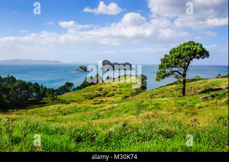 Gras Wiese oben Cathedral Cove, Coromandel, North Island, Neuseeland Stockfoto