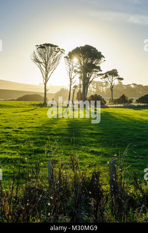 Hintergrundbeleuchtung der Bäume auf der grünen Wiese, die Catlins, Südinsel, Neuseeland Stockfoto