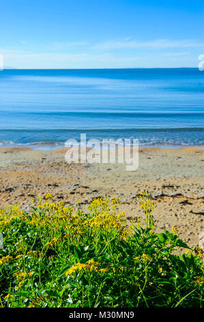 Blühende Blumen auf Oneroa Strand, Waiheke Island, North Island, Neuseeland Stockfoto