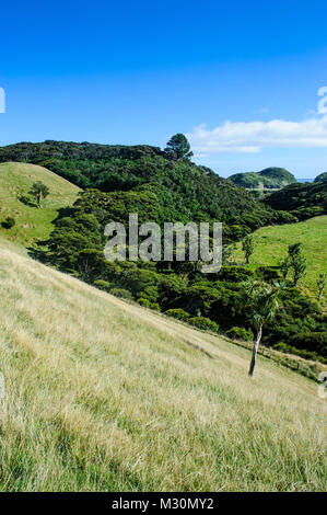 Wunderschöne grüne Landschaft hinter Wharariki Beach, South Island, Neuseeland Stockfoto