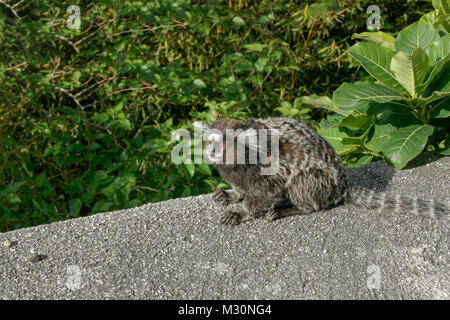 Die gemeinsame Marmosetten (Callithrix jaccus geführt) ist ein Gummi - Fütterung Spezialist, ursprünglich aus dem Nordosten von Brasilien, in Rio de Janeiro gefunden werden, wie abgebildet Stockfoto