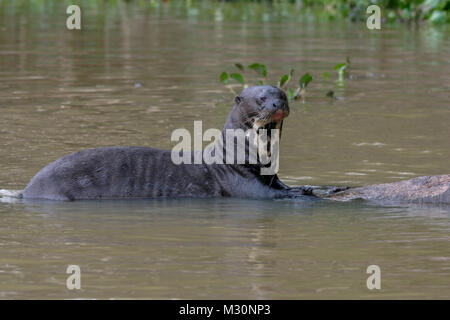 Ein riesiger Otter ruht auf einem Baum im Pantanal, Mato Grosso do Sul Brasilien Stockfoto