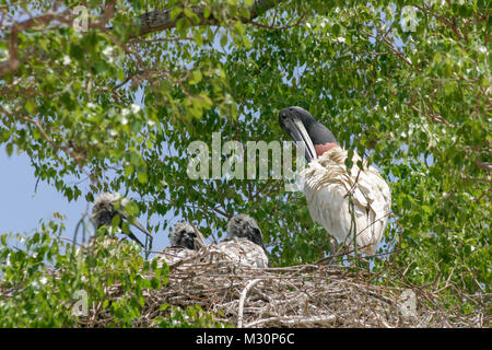 Jabiru Erwachsener und Küken im Nest, Pantanal, Mato Grosso do Sul, Brasilien Stockfoto