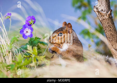 England, London, Southwark, graue Eichhörnchen Stockfoto