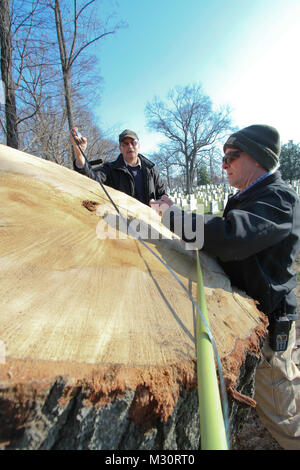 ARLINGTON, VA - Paul Carter (links), ein Norfolk Bezirk Förster, und Stephen Van Hoven, Gartenbau Division Chief Arlington National Friedhof, messen Sie den Stumpf eines kürzlich gefallenen Baum auf dem Arlington National Cemetery Millennium Projekt hier, Feb 6, 2013. Den Baum, den Experten schätzen zu 145 Jahre alt werden, unterstützt die ersten Schätzungen auf Baum Alter in die Umweltverträglichkeitsprüfung des Projekts dokumentiert. Das Millennium Projekt wird Exp/und der Friedhof von 27 Hektar und bietet zusätzlichen Platz und die Ausdehnung der Möglichkeit, militärischen Helden der Nation von 2025 bis 2045 zu begraben. 130206-A-OI 2 Stockfoto