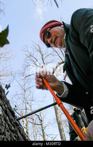 ARLINGTON, VA - Paul Carter, ein Norfolk Bezirk Förster, nimmt eine Bohrung Probe eines gefallenen red oak tree in Millennium Projekt Grenzen der Arlington National Friedhof hier, Feb 6, 2013. Carter untersucht das Alter der Bäume die ersten Schätzungen auf Baum Alter, in die Umweltverträglichkeitsprüfung des Projekts dokumentiert, um zu gewährleisten, sind richtig. Das Millennium Projekt wird der Friedhof erweitert, indem sie auf 27 Hektar und bietet zusätzlichen Platz und die Ausdehnung der Möglichkeit, militärischen Helden der Nation von 2025 bis 2045 zu begraben. 130206-A-OI 229-022 durch norfolkdistrict Stockfoto