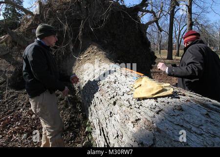 ARLINGTON, VA - Paul Carter (rechts), ein Norfolk Bezirk Förster, und Stephen Van Hoven, Gartenbau Division Chief Arlington National Friedhof, messen Sie einen vor kurzem gefallene rote Eiche auf dem Arlington National Cemetery Millennium Projekt hier, Feb 6, 2013. Die beiden Männer Forschen für das Alter der Bäume die ersten Schätzungen auf Baum Alter, in die Umweltverträglichkeitsprüfung des Projekts dokumentiert, um zu gewährleisten, sind richtig. Das Millennium Projekt wird der Friedhof erweitert, indem sie auf 27 Hektar und bietet zusätzlichen Platz und die Ausdehnung der Möglichkeit, militärischen Helden der Nation von 2025 bis 2045 zu begraben. 130206-A-OI Stockfoto