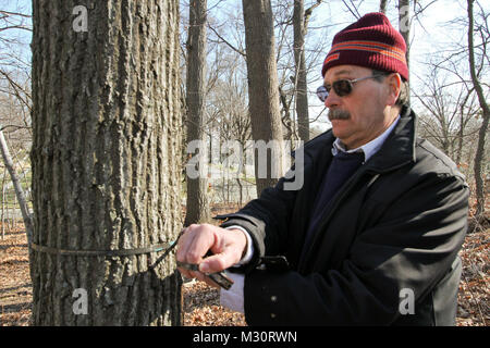 ARLINGTON, VA - Paul Carter, ein Norfolk Bezirk Förster, Maßnahmen eine rote Eiche gekennzeichnet, die im Millennium Projekt Grenzen der Arlington National Friedhof hier entfernt werden, Feb 6, 2013. Carter untersucht das Alter der Bäume die ersten Schätzungen auf Baum Alter, in die Umweltverträglichkeitsprüfung des Projekts dokumentiert, um zu gewährleisten, sind richtig. Diese rote Eiche, entsprechend der aufgezeichneten Daten, ist über 50 Jahre alt. Das Millennium Projekt wird der Friedhof erweitert, indem sie auf 27 Hektar und bietet zusätzlichen Platz und die Ausdehnung der Möglichkeit, militärischen Helden der Nation von 2025 auf 204 zu begraben. Stockfoto