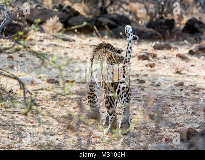 Rückansicht eines Erwachsenen afrikanischer Leopard Panthera pardus, seinen Hodensack und Hoden, Buffalo Springs Game Reserve, Samburu, Kenia, Ostafrika Stockfoto