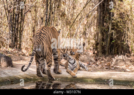 Ansicht der Rückseite des männlichen Bengal Tiger, Panthera tigris Tigris, mit seinen zwei Jungen seinen Hodensack und Hoden, Bandhavgarh Tiger Reserve, Indien Stockfoto