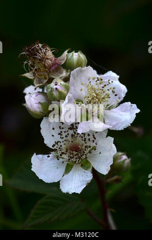 Portrait von bramble Blumen in voller Blüte. Dorset, Großbritannien, Juli Stockfoto