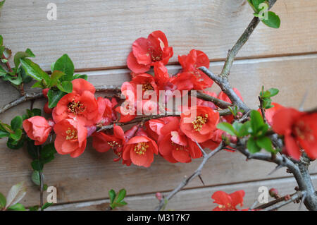 Chaenomeles Crimson und Gold in Blume im Frühjahr. Ein vollständig harter, laubender Strauch Stockfoto