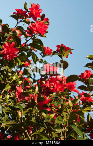Camellia 'Freiheit Bell'mit leuchtend roten semi-Doppelzimmer mit üppigen Blumen, Einzel- oder Cluster. Blumen im Winter/Frühling. Sonnig, gegen den blauen Himmel. Stockfoto