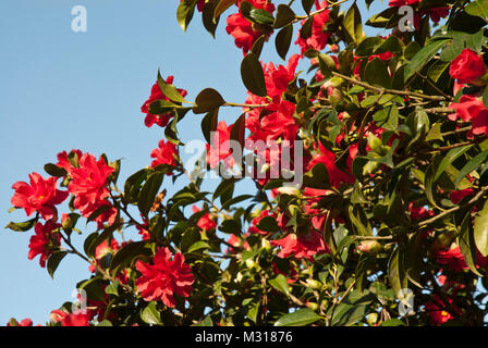 Camellia 'Freiheit Bell'mit leuchtend roten semi-Doppelzimmer mit üppigen Blumen, Einzel- oder Cluster. Blumen im Winter/Frühling. Sonnig, gegen den blauen Himmel. Stockfoto