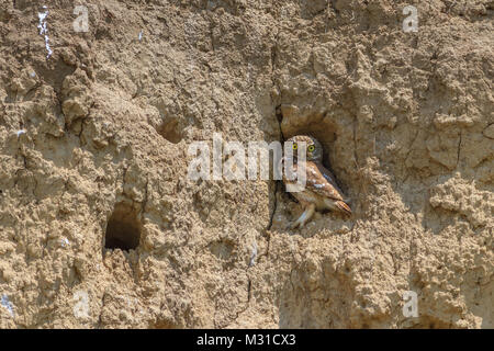 Grabende Eule (athene cunicularia) sitzt im Nest Stockfoto