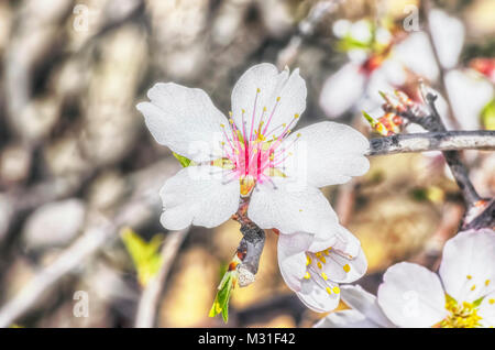 Prunus dulcis. Die Blütezeit der Mandelbaum. Schöne Blüten mit weißen und rosa Blüten. Herrlich sonnigen Tag. Wetter im Frühling. Bunte Szene. Stockfoto