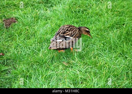 Ente pecking grüne Gras auf der Suche nach Essen Stockfoto