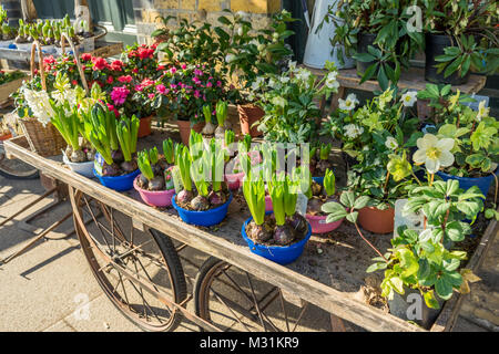 Hyazinthe Pflanzen vor der Blüte in bunten Töpfen auf einem hölzernen Warenkorb in einem Blumen/Pflanzen shop Stockfoto