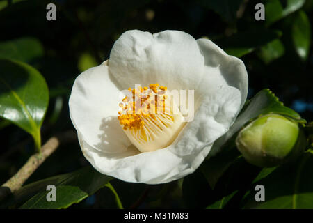 Single Camellia Pure White' Francis Hanger' mit deutlichen gelben Staubgefäßen gegen tiefgrünen Blätter. Stockfoto