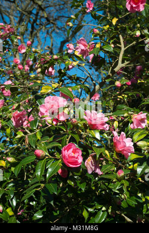 Ausgiebige pink semi Doppelzimmer Camelia 'Donation' wachsen in der Frühlingssonne, gelben Staubgefäßen; durch tiefe Grün immergrünen Blätter umgeben. Blue Sky. Stockfoto