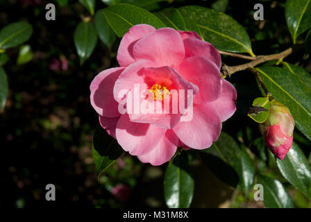 Leuchtend rosa semi Doppelzimmer Camelia 'Donation' wachsen in der Frühlingssonne, gelben Staubgefäßen; durch tiefe Grün immergrünen Blätter umgeben. Stockfoto