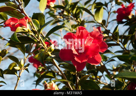 Camellia 'Freiheit Bell'mit leuchtend roten semi-Doppelzimmer mit üppigen Blumen, Einzel- oder Cluster. Blumen im Winter/Frühling. Sonnig, gegen den blauen Himmel. Stockfoto