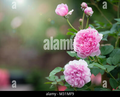 Rosa Rosen im Garten, Chiang Mai, Thailand, Valentine Konzept. Stockfoto